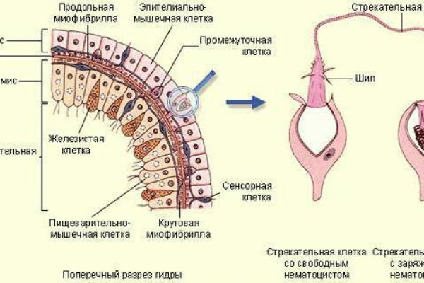 Ссылки тор браузер